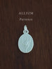 ALLIUM ~ For Patience - Flower & Fable